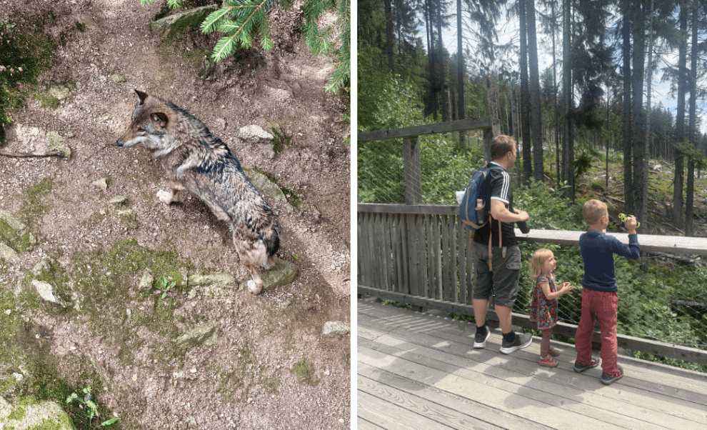 vlčí výběh Srní na Šumavě